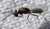 Dicladocerus sp.